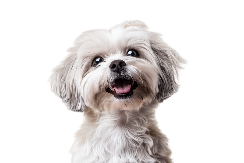 Dogs