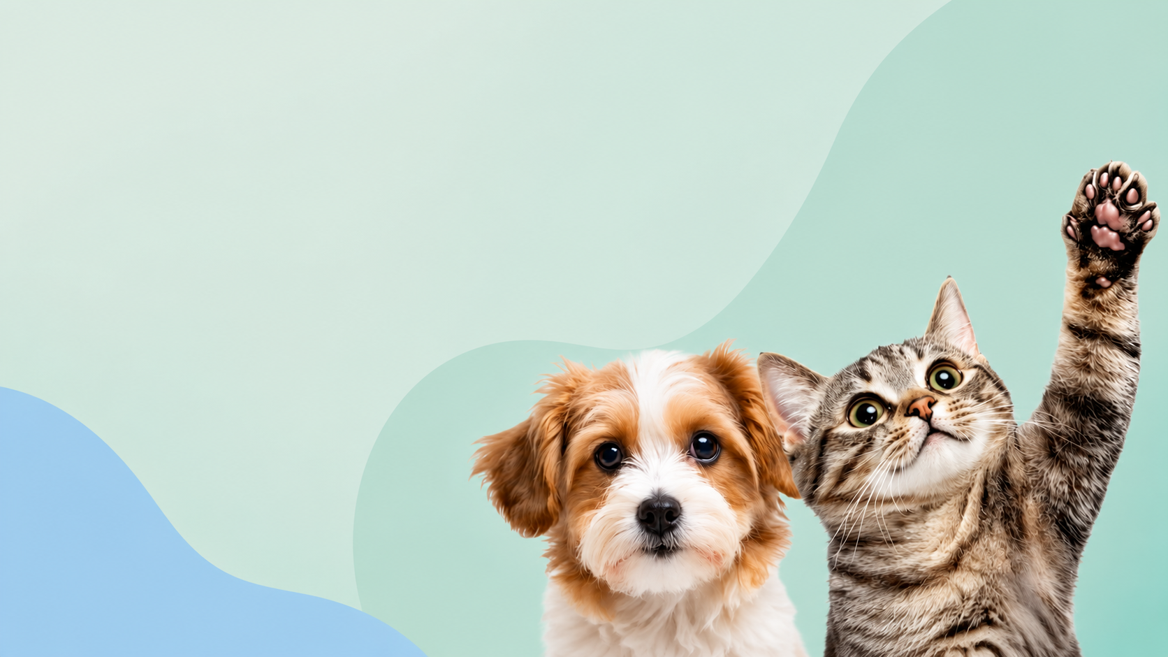Modern home with premium pet accessories