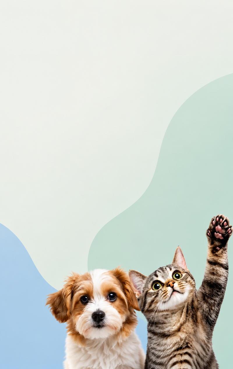 Premium pet accessories lifestyle image