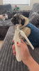 Demonstration of premium dog accessories